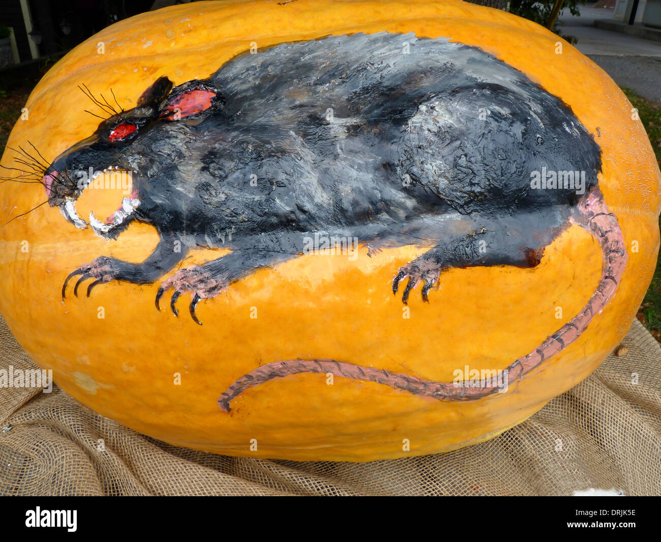 Close up of rat peint sur une citrouille citrouille lunatique -art pour un festival d'Halloween citrouille d'automne, Maine USA Banque D'Images Close up of rat peint sur une citrouille citrouille lunatique -art pour un festival d'Halloween citrouille d'automne, Maine USA Banque D'Images