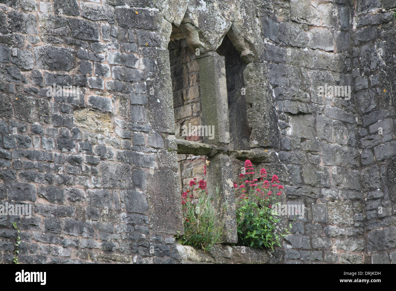 Mur de château, fleurs, fleurs, mur en pierre, fenêtre en arc Banque D'Images