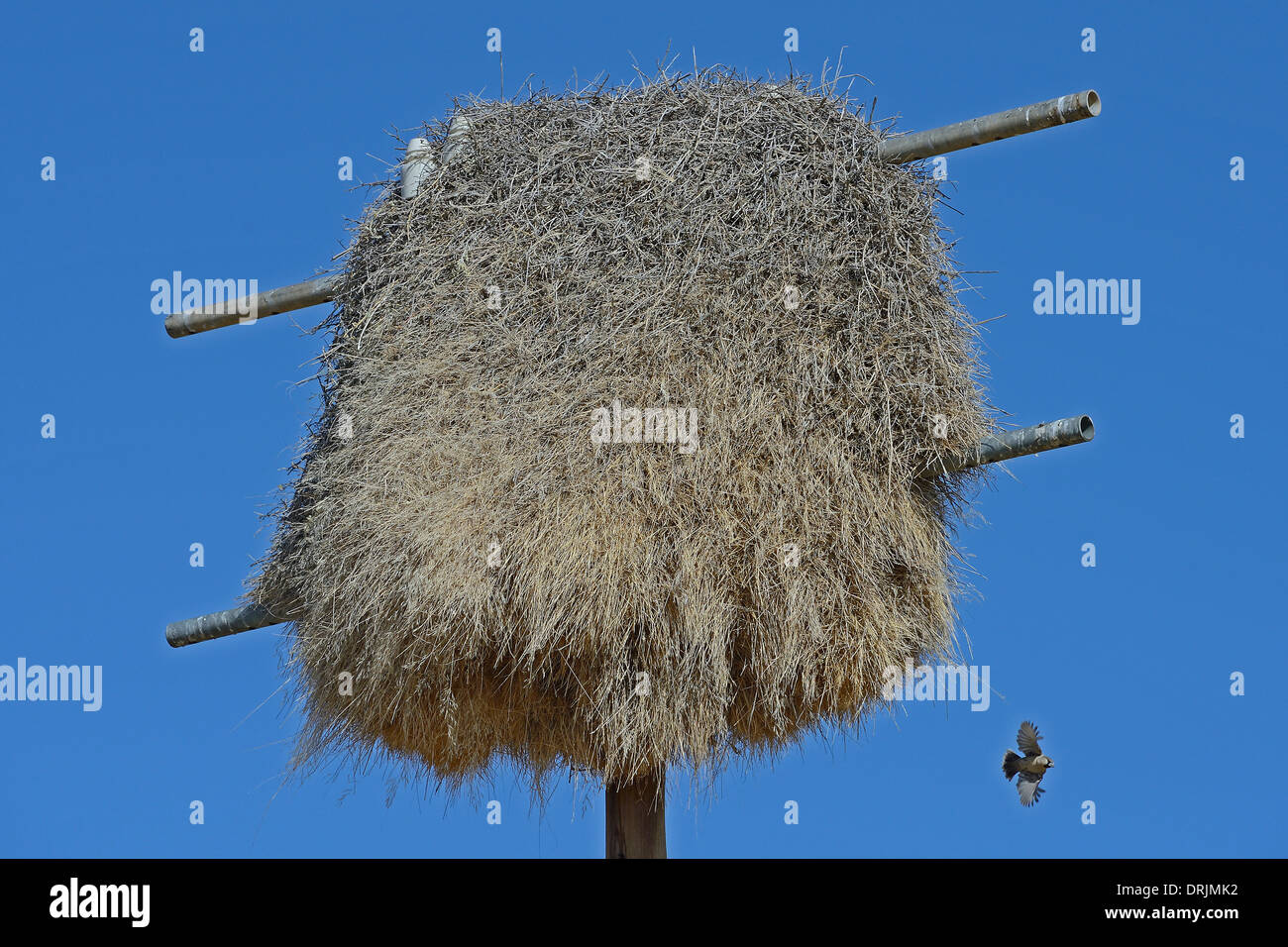 Nid de l'Siedelweber Philetairus socius dans un ancien mât flux, Keetmanshoop, Namibie, Afrique (Philetai Siedelweber des nids Banque D'Images