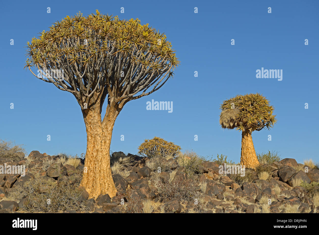 Quivertree Quiver Tree ou afrikaans, Kokerboom, aloe dichotoma avec sunrise, Keetmanshoop, la Namibie, l'Afrique, de l'oder Qui Koecherbaum Banque D'Images