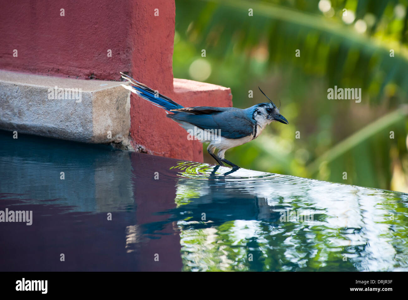 Magpie à gorge blanche jay s'en tient à une piscine de l'eau avec un palm tree background Banque D'Images