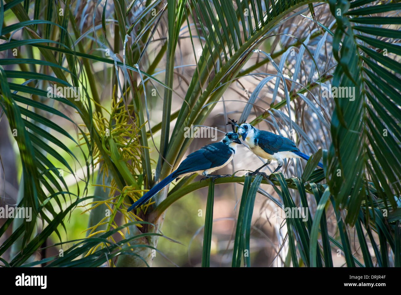 Magpie à gorge blanche deux jays partager un moment de tendresse dans les palmiers Banque D'Images