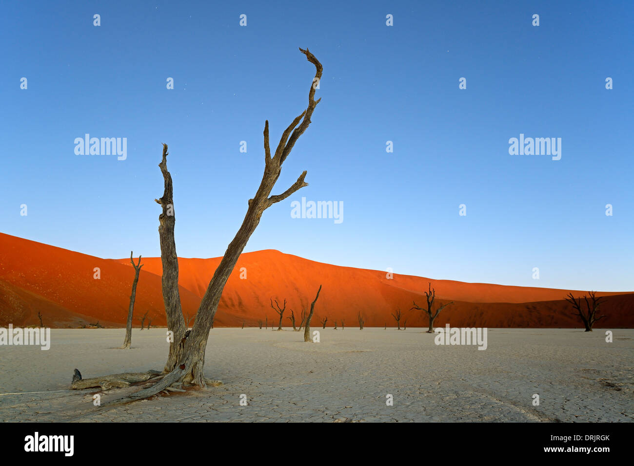 Camel thorn arbres Acacia erioloba, également camel thorn ou camel thorn acacia dans la dernière lumière du soir, par National Namib Naukluft Banque D'Images