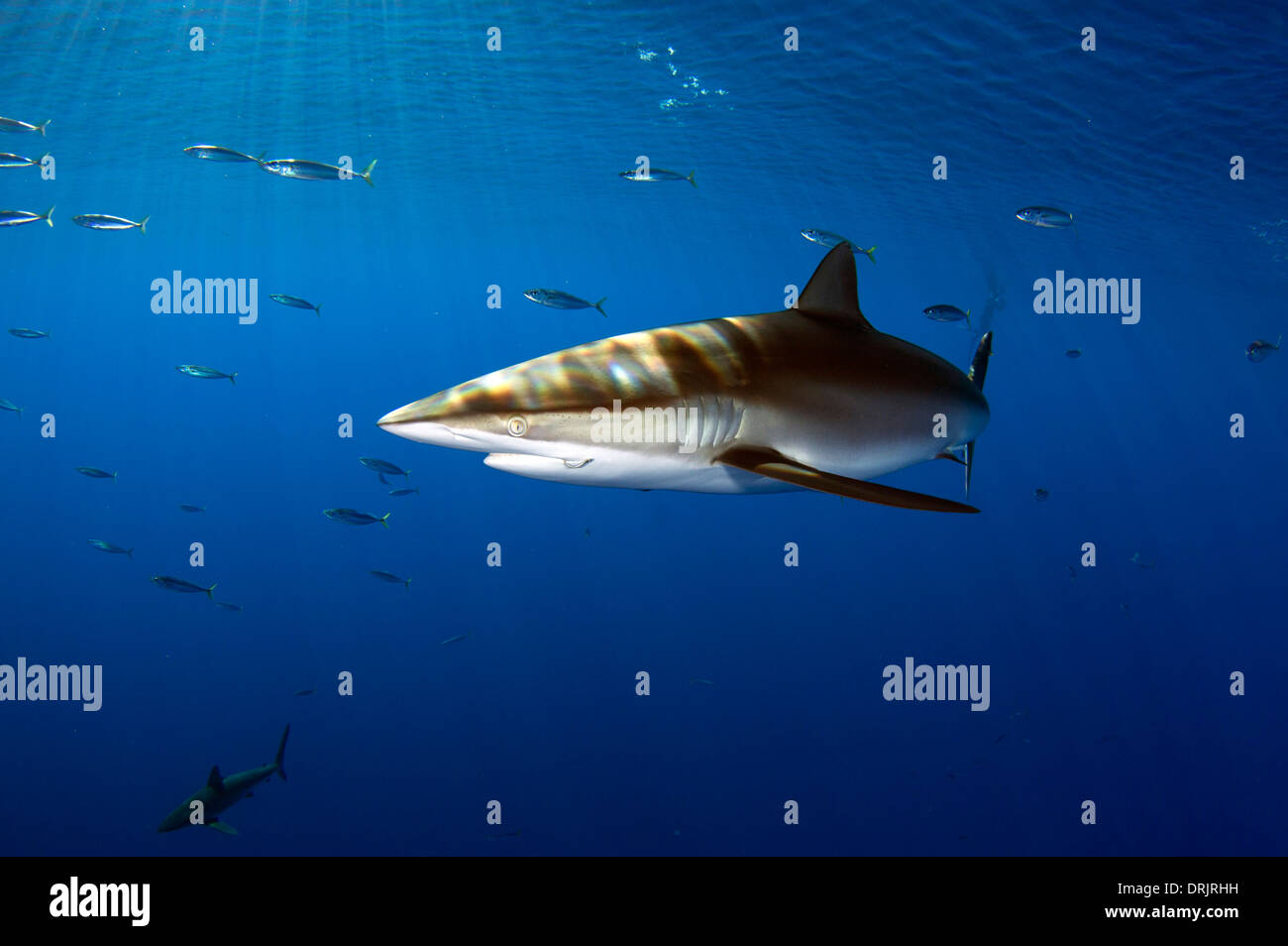 Un requin soyeux offshore nage d'Oahu Banque D'Images