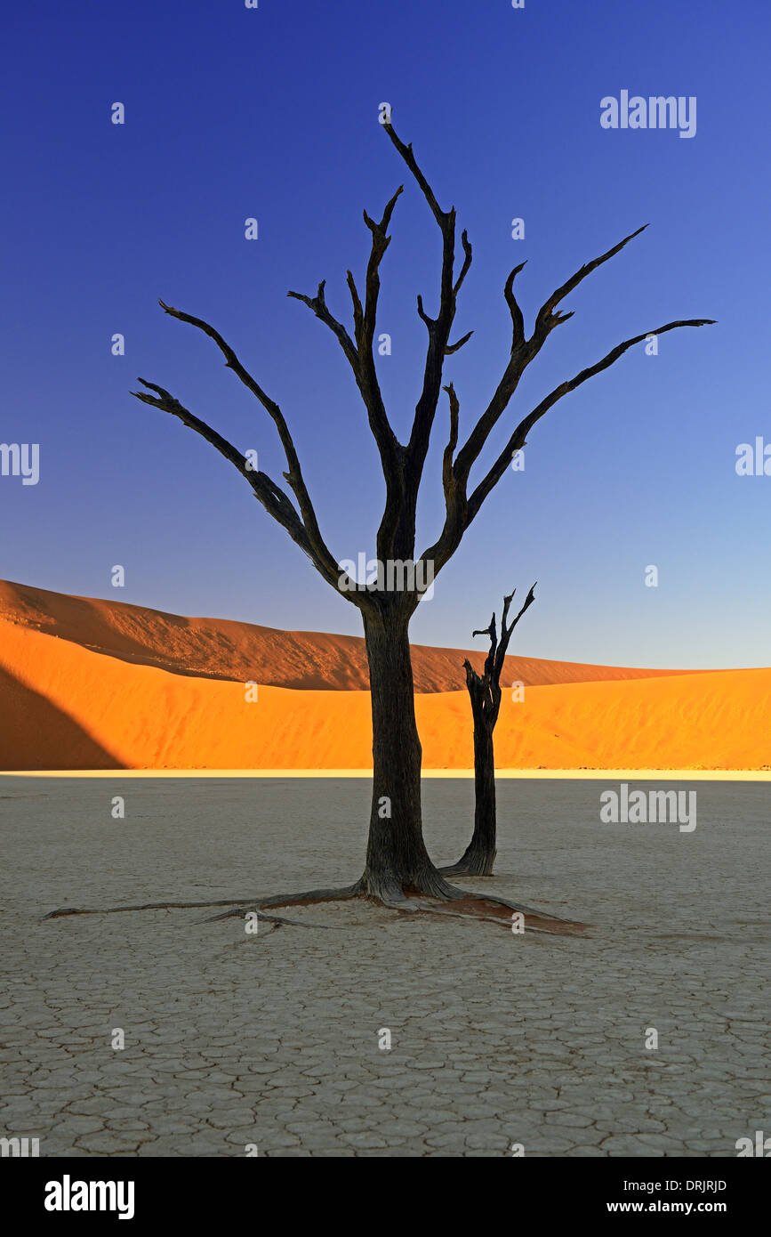 Camel thorn arbres Acacia erioloba, également camel thorn ou camel thorn acacia comme une silhouette dans la première lumière du matin sur la dune Banque D'Images