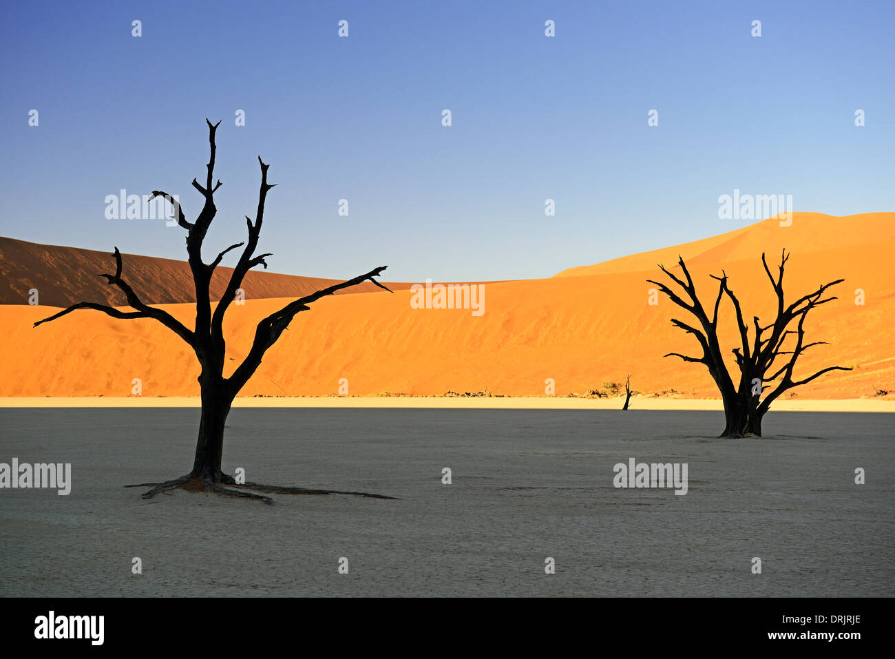 Camel thorn arbres Acacia erioloba, également camel thorn ou camel thorn acacia comme une silhouette dans la première lumière du matin sur la dune Banque D'Images