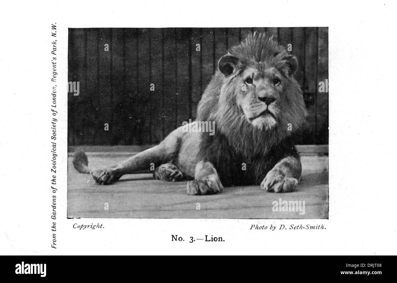 Un lion dans le Zoo de Londres. Banque D'Images