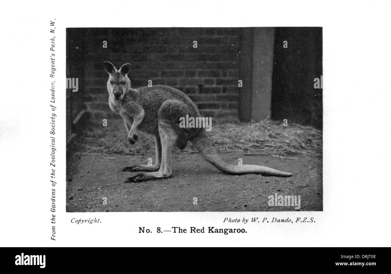 Un kangourou rouge dans le Zoo de Londres. Banque D'Images