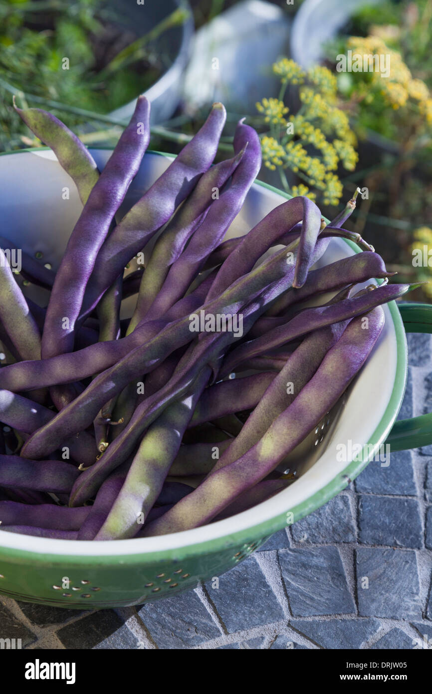 Les haricots vert violet Banque D'Images