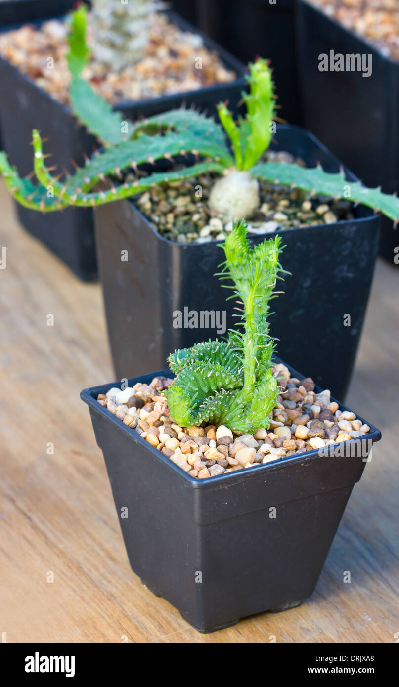 Cactus plante en pot. Banque D'Images