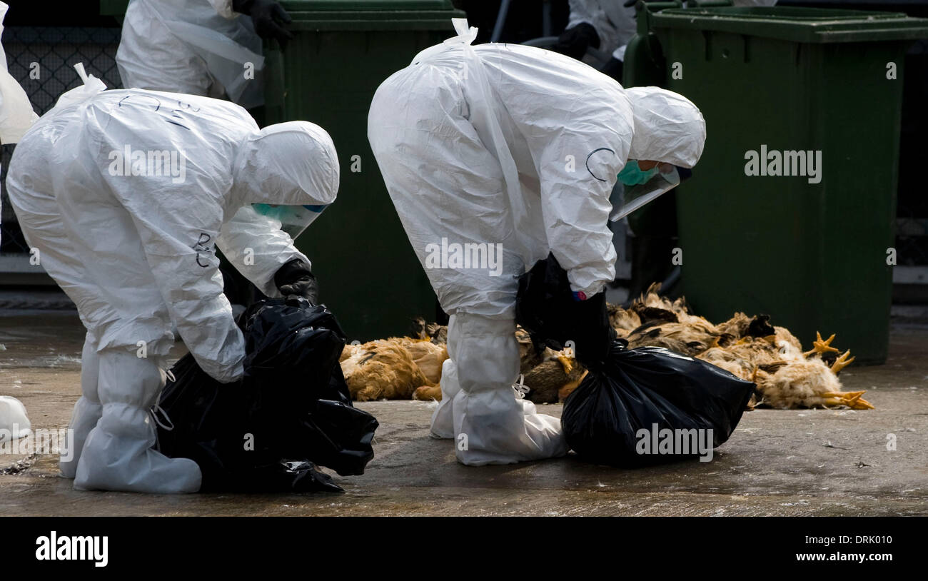 Hong Kong, Chine. 28 janvier, 2014. Les membres du personnel de Hong Kong l'Agriculture, de la pêche et de l'abattage des poulets au marché de la volaille Cheung Sha Wan à Hong Kong, Chine du sud, le 28 janvier 2014. Le gouvernement local a massacré les oiseaux 20000 et a suspendu les importations de volailles vivantes pendant 21 jours après les poulets ont été testés positifs pour H7N9 souche de virus de la grippe aviaire le lundi. Credit : Lui Siu Wai/Xinhua/Alamy Live News Banque D'Images