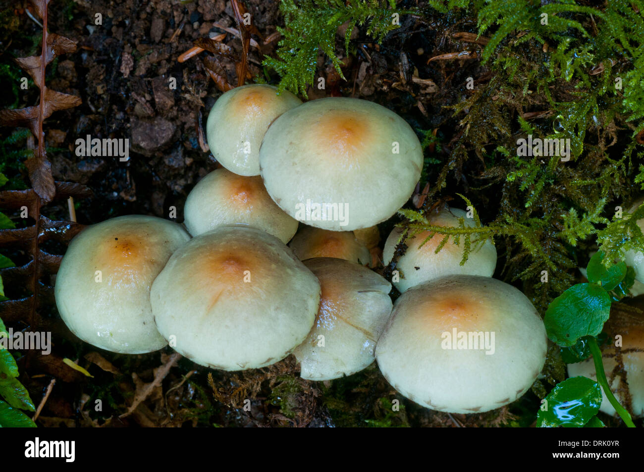 Hypholoma capnoides (champignons) dans la chaîne côtière de l'Oregon près de Manzanita Banque D'Images