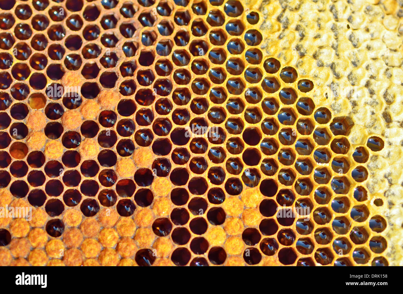 Détails des abeilles dans le miel non fini Banque D'Images