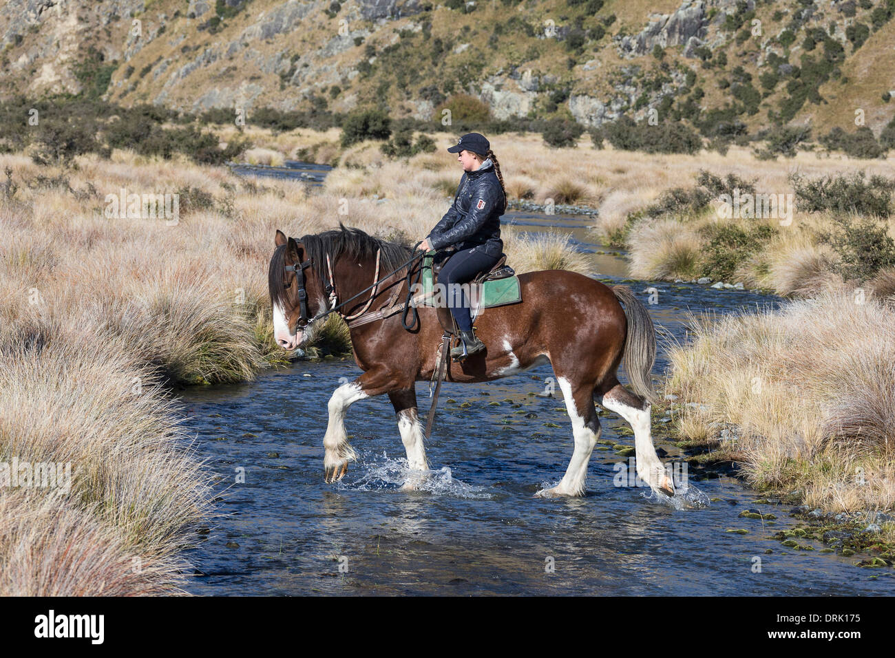 Clydesdale Cheval. Cavalier au cheval baie traversant une rivière. Nouvelle Zélande Banque D'Images