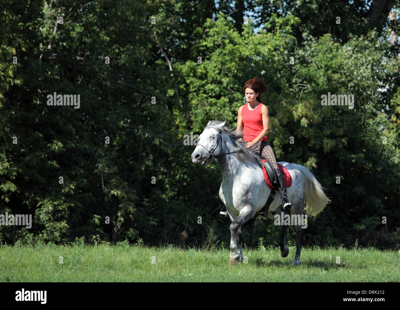 Girl montè sur Orlov trotter - disparaît rare race de chevaux russes Banque D'Images