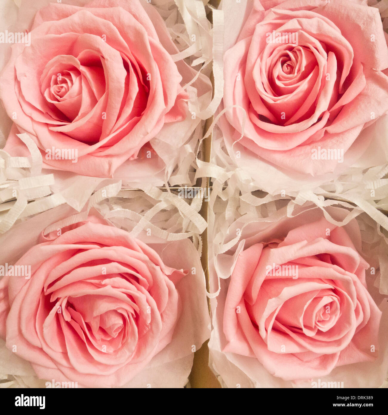 quatre variétés de roses roses Banque D'Images