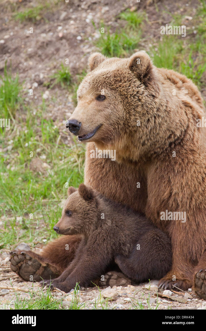 L'ours brun (Ursus arctos). Mère avec cub, assis. La Suède Banque D'Images