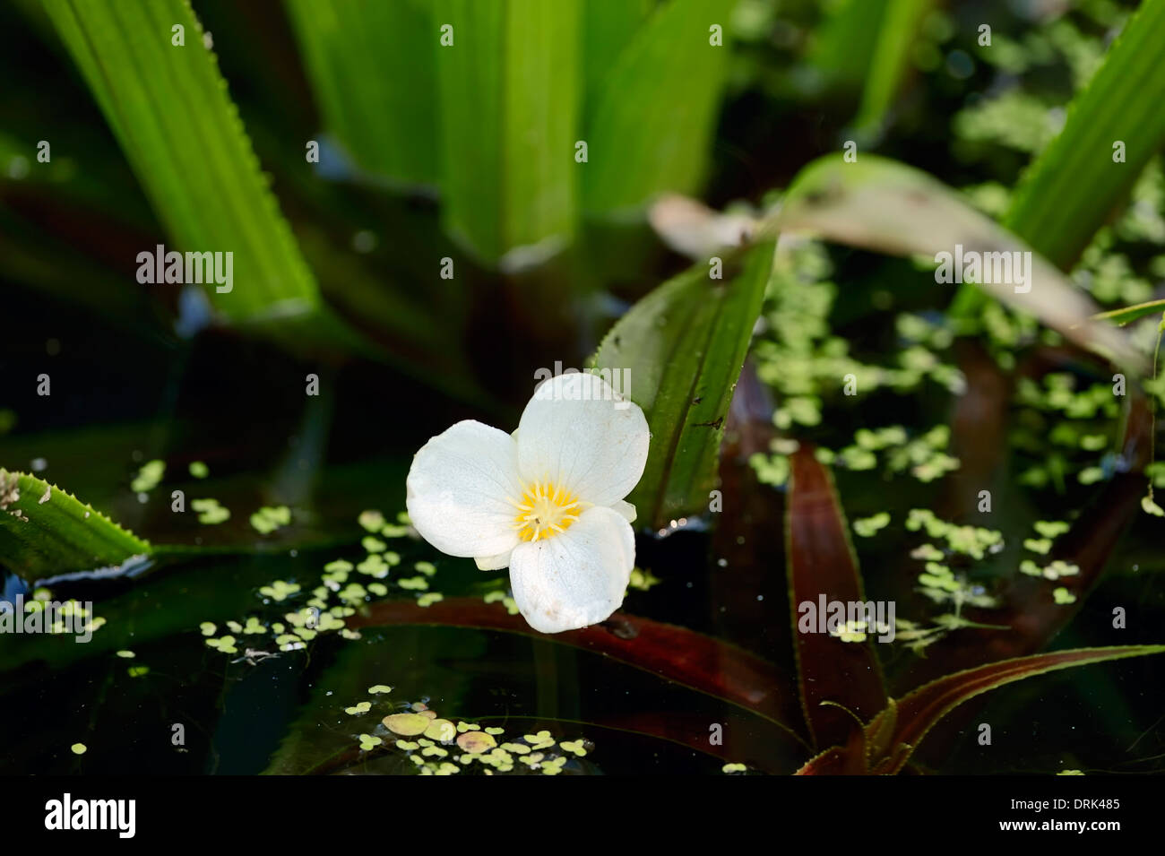 Soldat de l'eau ou d'eau (Stratiotes aloides) Aloès, Rhénanie du Nord-Westphalie, Allemagne Banque D'Images