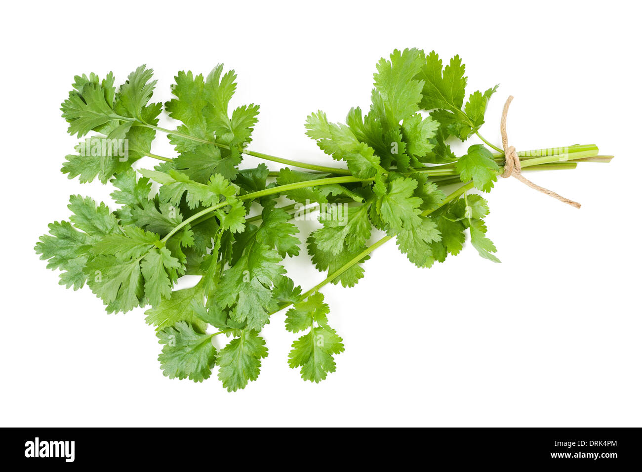 Bouquet de coriandre isolated on white Banque D'Images