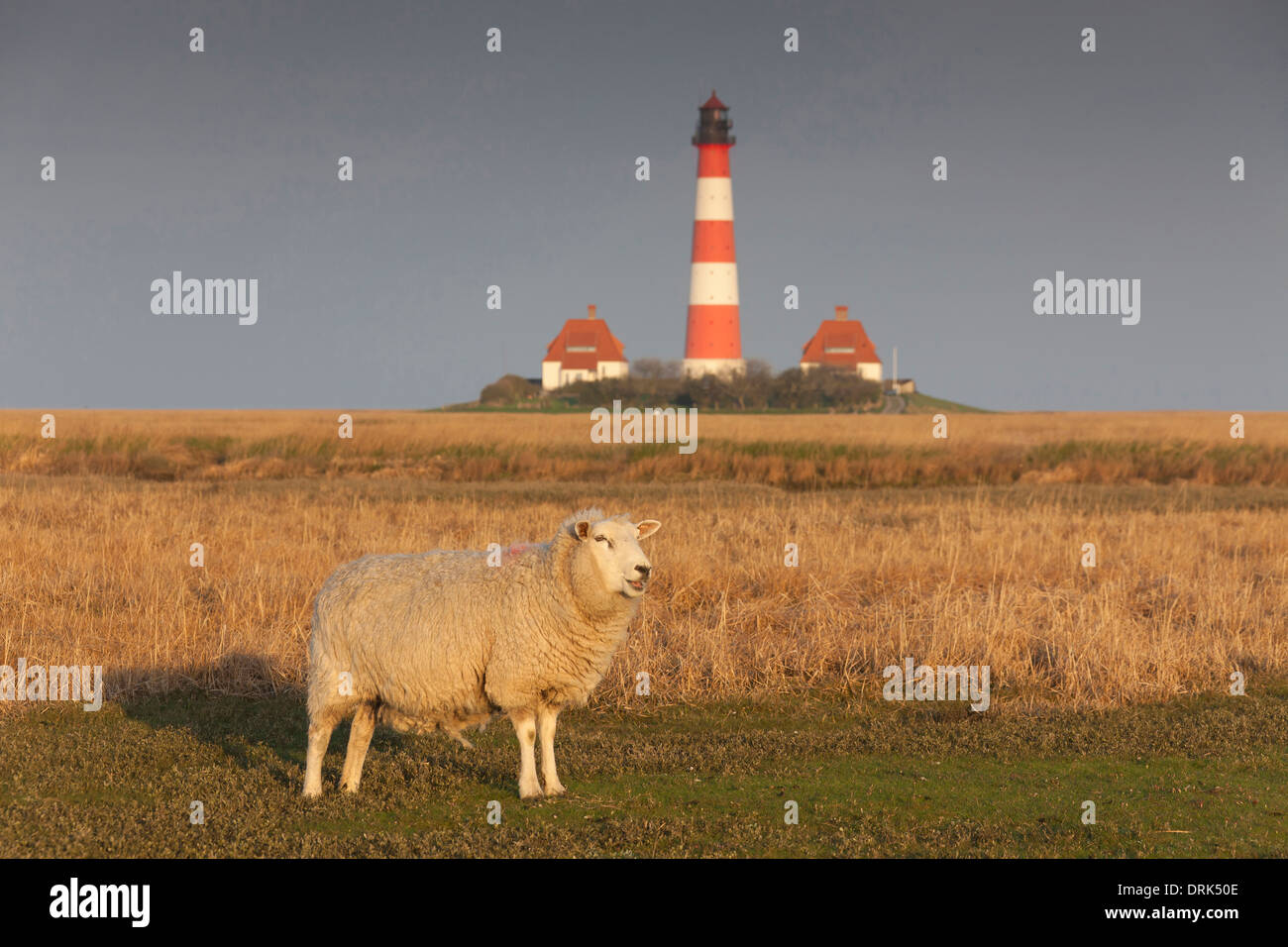 Le mouton domestique (Ovis ammon aries) sur un marais avec le phare Westerheversand en arrière-plan. Presqu'île d'Eiderstedt, No Banque D'Images