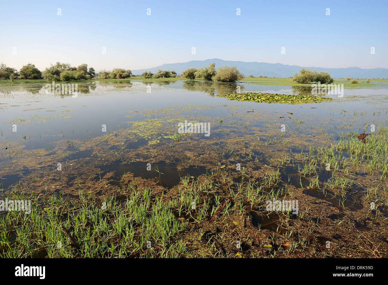 Lake Kerkini, Grèce Banque D'Images