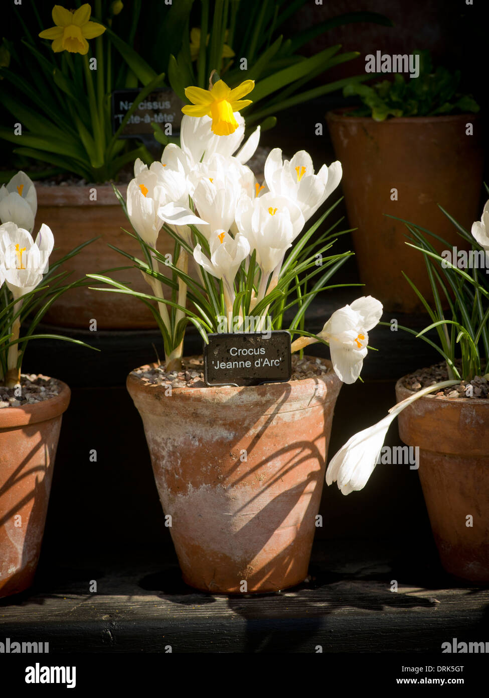 Crocus 'Jeanne d'Arc' en pot en terre cuite. Banque D'Images