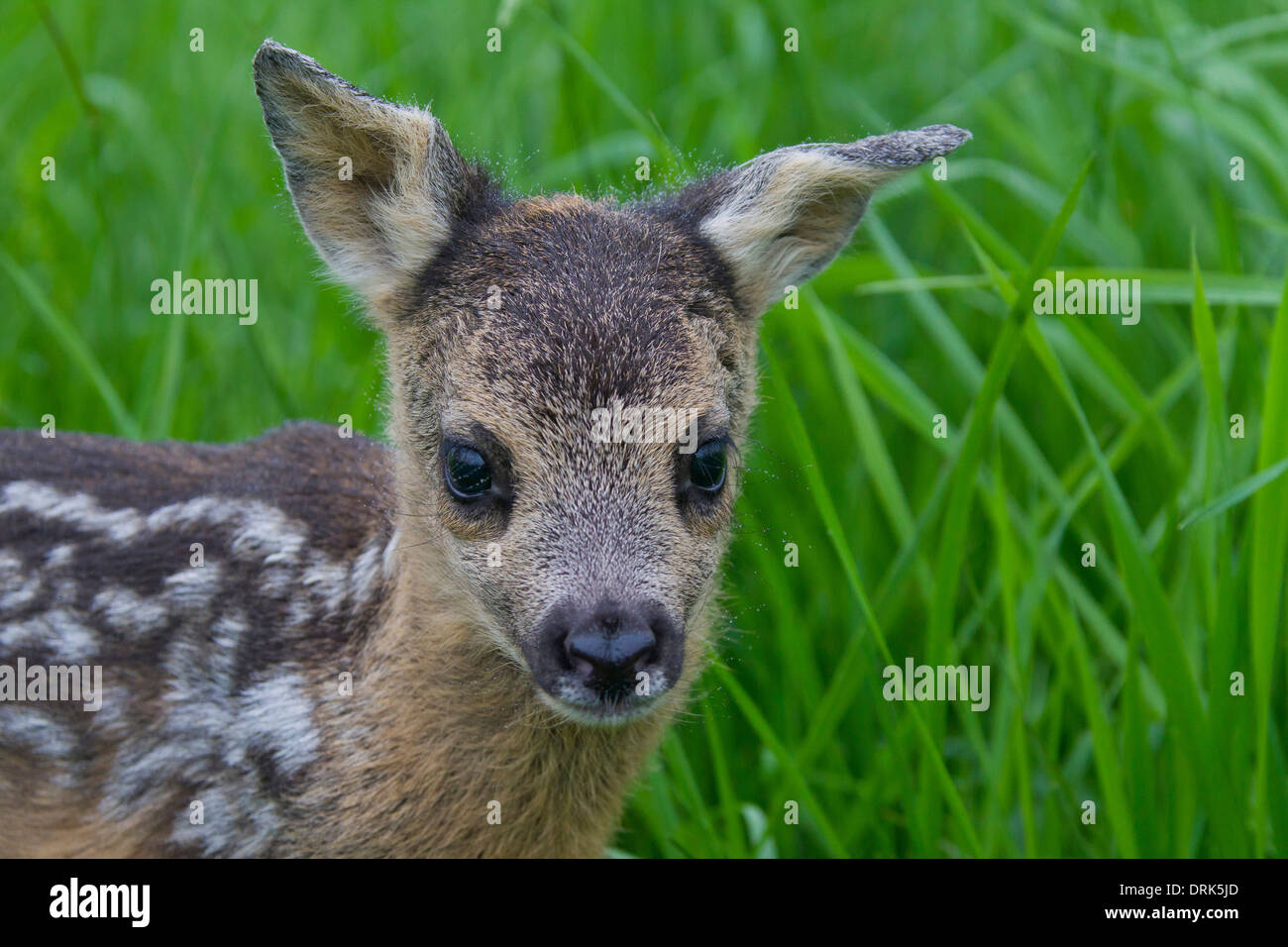 Le Chevreuil (Capreolus capreolus). Faon nouveau-né (1 jours) dans l'herbe, portrait. Allemagne Banque D'Images