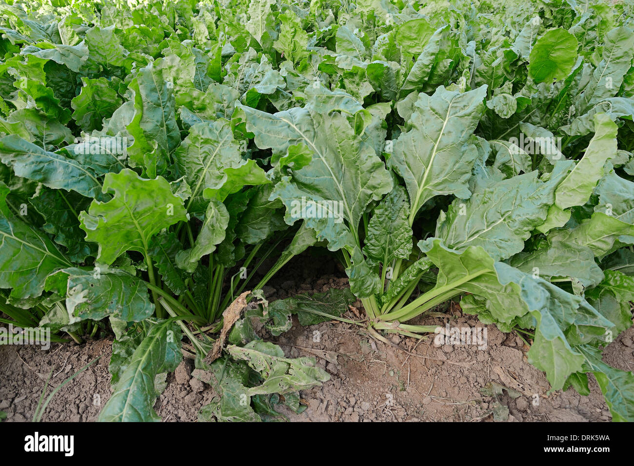 La betterave à sucre (Beta vulgaris ssp. vulgaris var. altissima) Banque D'Images