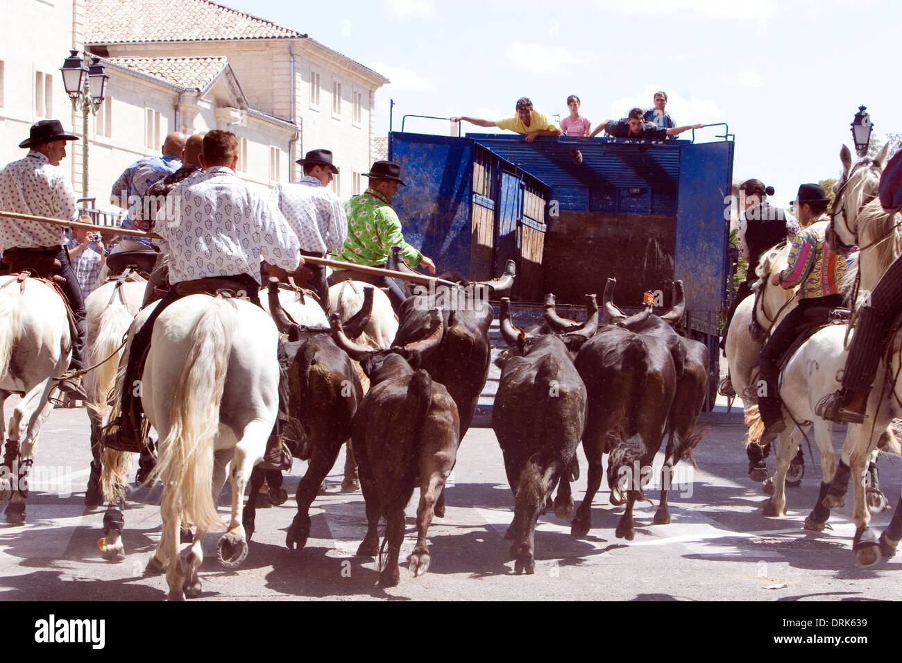 Les courses de taureaux est une pratique qui consiste à courir en face d'un petit groupe d'animaux, le plus souvent de six, du toro bravo race qui ont été lâchés sur un cours d'un coupé-off sous-ensemble d'une rues du village. Fête votive Abrivado Atrapaïre Uzes France local traditionnel de l'été festival provence chevaux chevaux taureaux taureaux tziganes gitan traditionnel sud gard village encierro Banque D'Images