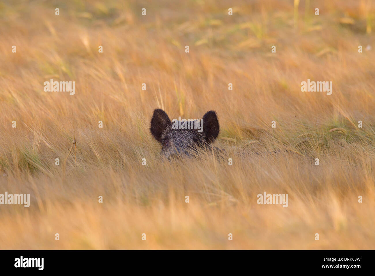 Le sanglier (Sus scrofa) dans un champ de maïs. Scania. La Suède Banque D'Images