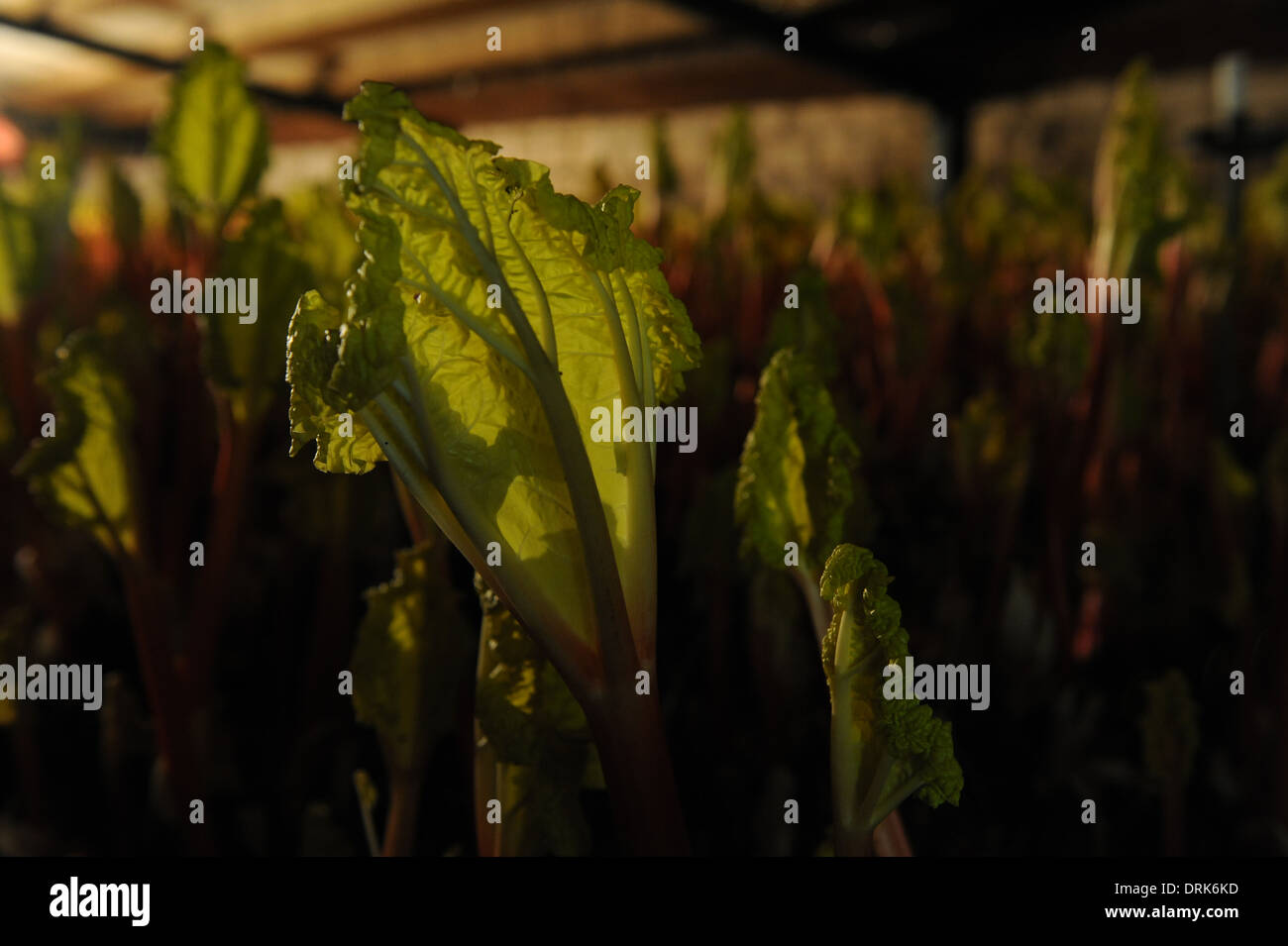 Oldroyds ferme la rhubarbe dans Carlton près de Wakefield, dans le West Yorkshire, England uk Banque D'Images