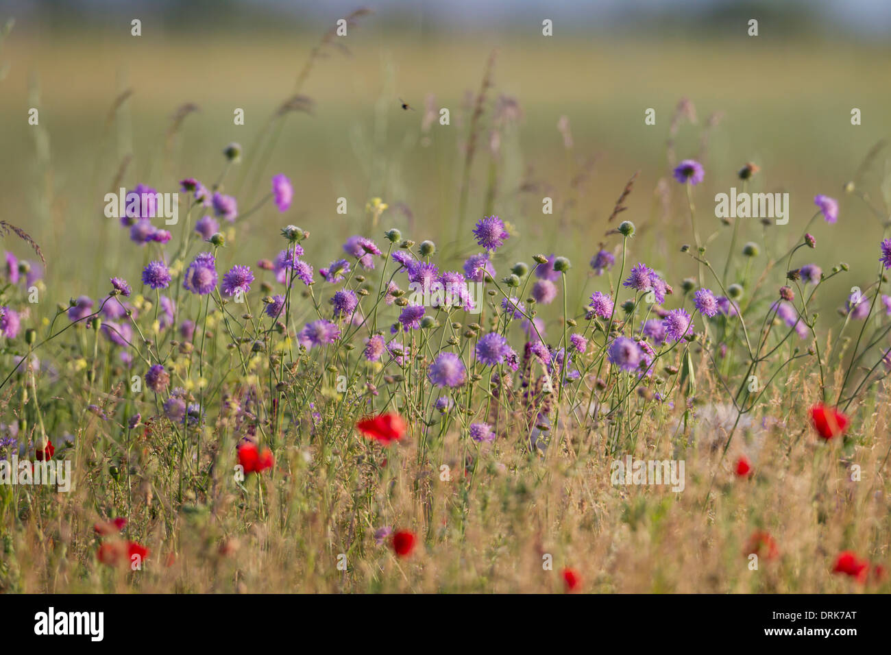 Fleurs d'été fleurs coquelicots pavot blumenwiese Mohnblumen meadow Banque D'Images