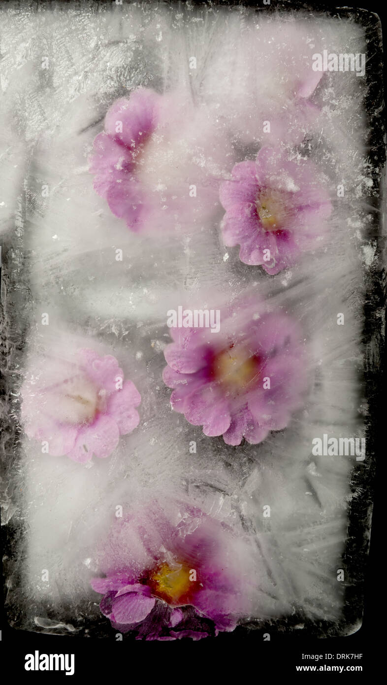 Fleurs roses en bloc de glace Banque D'Images