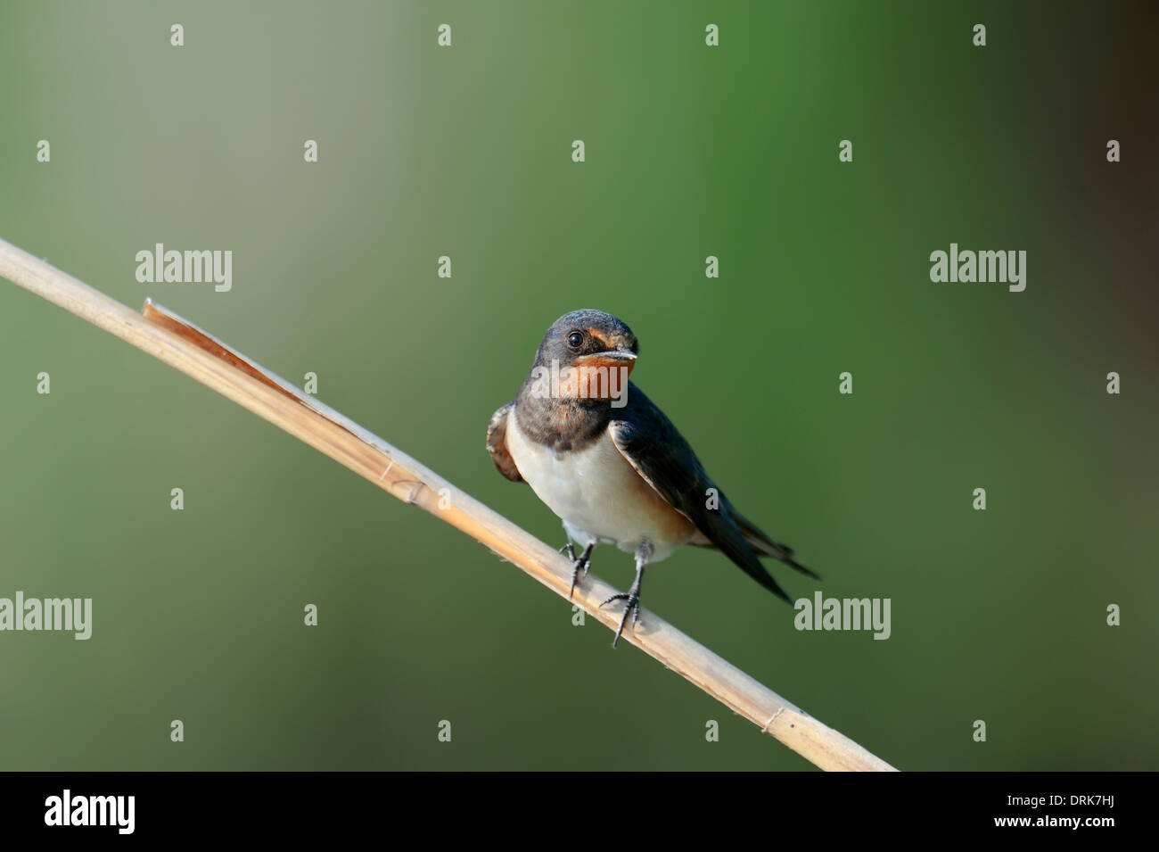 L'hirondelle rustique (Hirundo rustica), juvénile, la Grèce, l'Europe, Banque D'Images