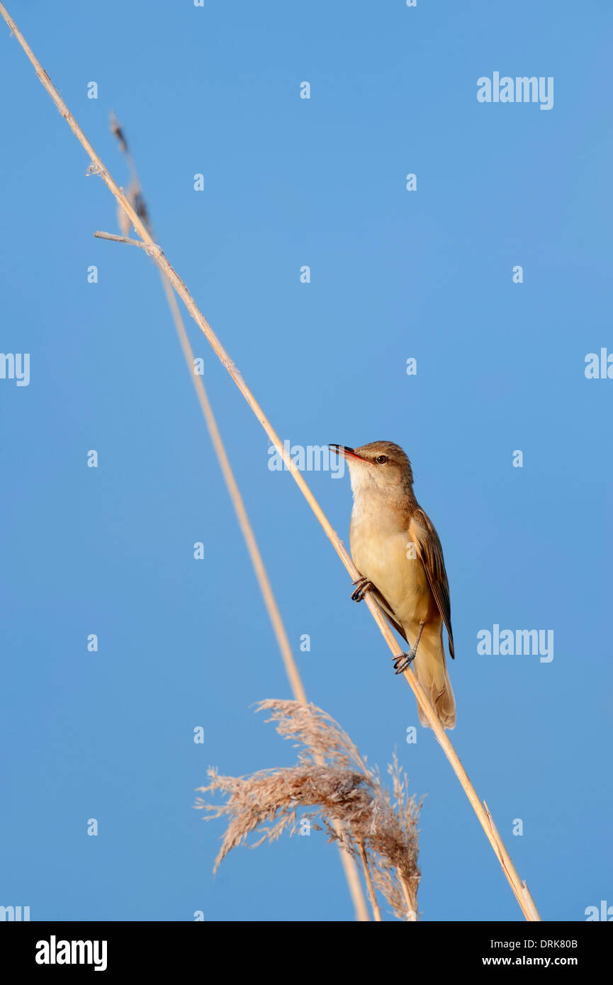 Grand Reed Warbler (Acrocephalus arundinaceus), homme, Grèce, Europe Banque D'Images