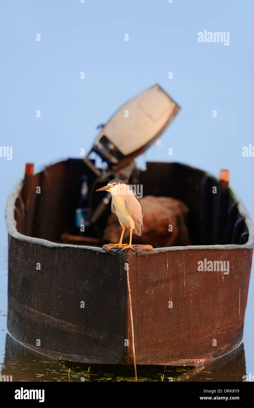 Bihoreau gris (Nycticorax nycticorax), debout sur bateau de pêche, Grèce, Europe Banque D'Images