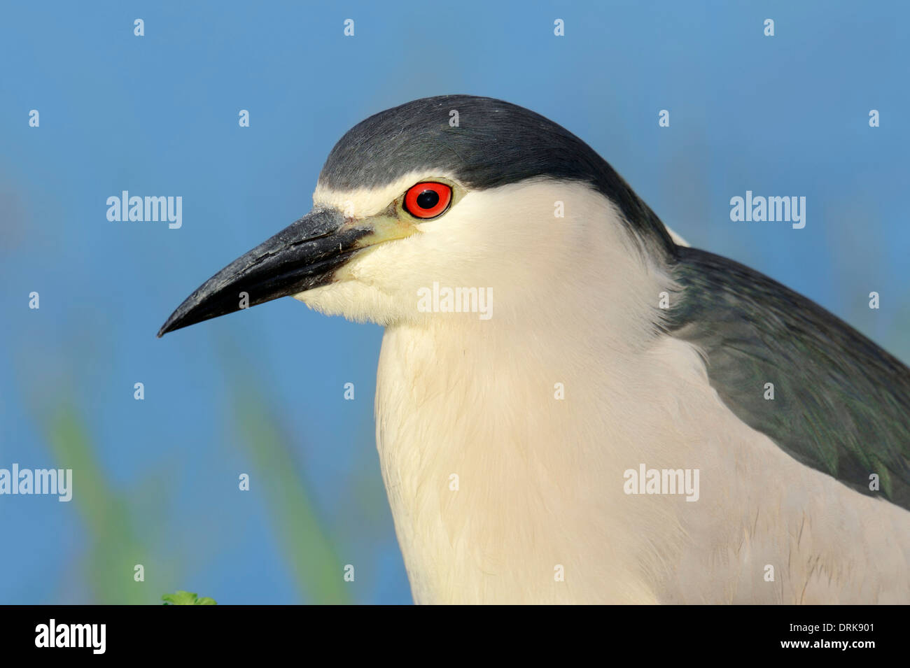 Bihoreau gris (Nycticorax nycticorax), Grèce, Europe Banque D'Images