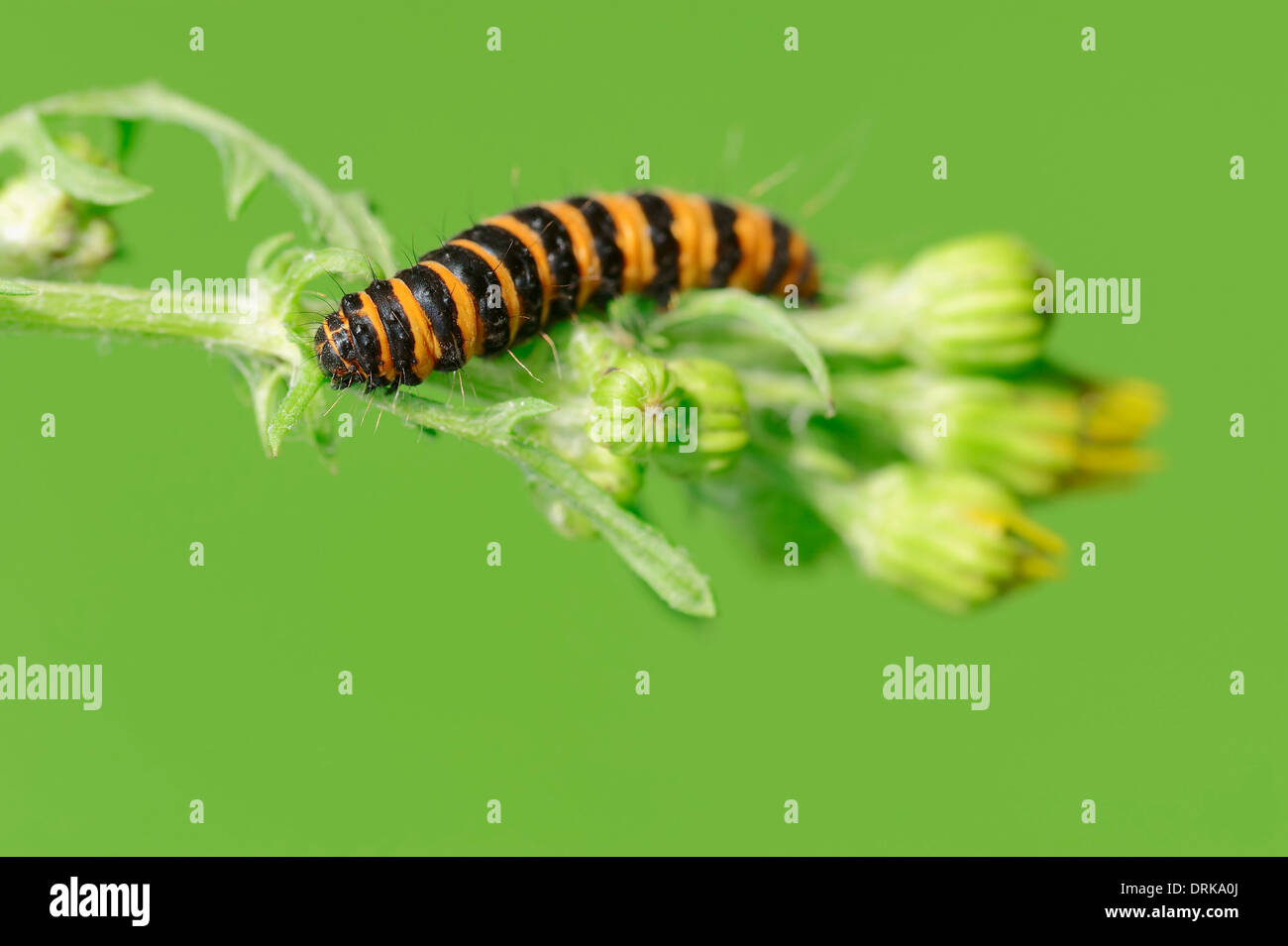 Le cinabre (Tyria jacobaeae), Caterpillar, Rhénanie du Nord-Westphalie, Allemagne Banque D'Images