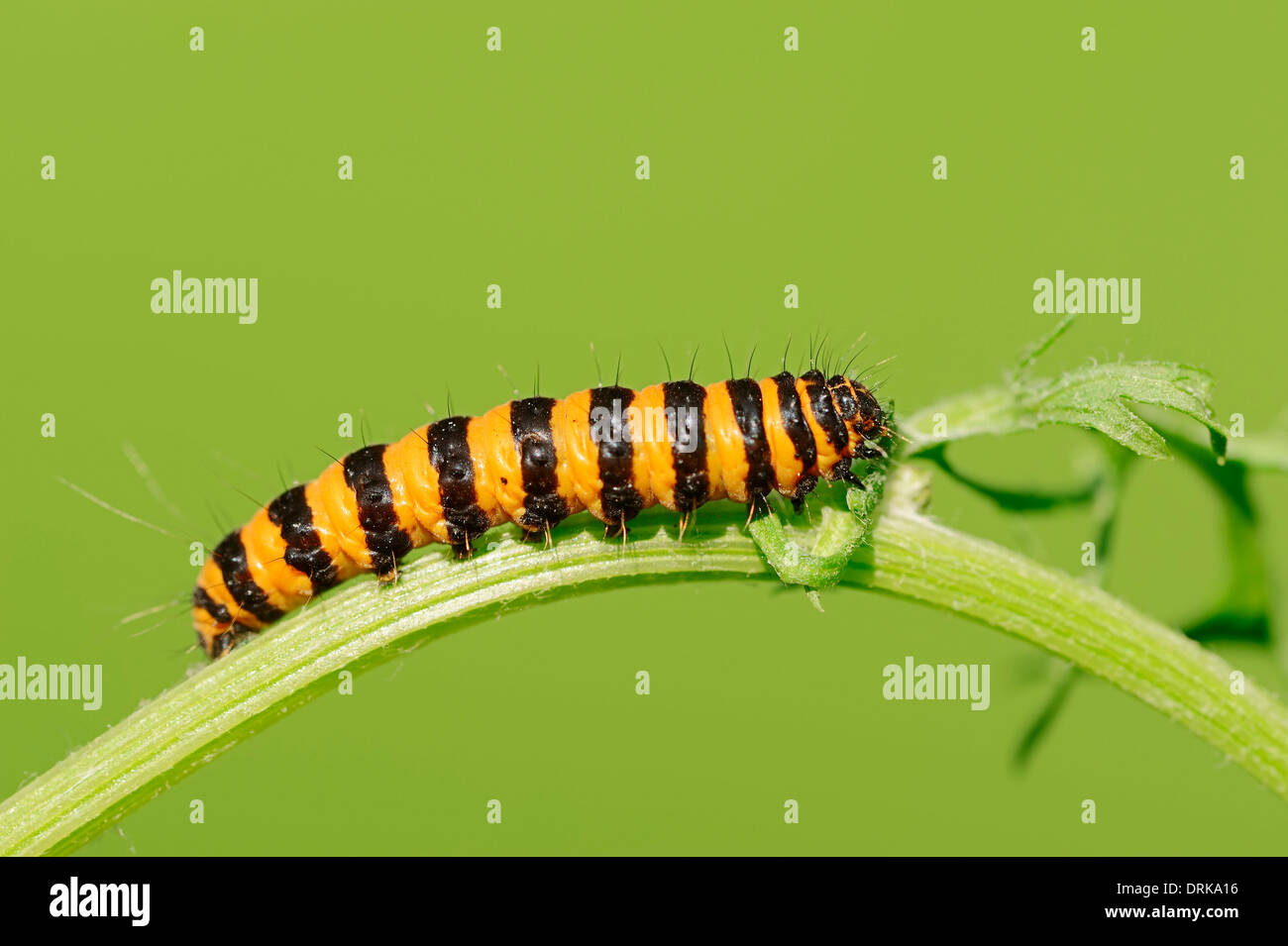 Le cinabre (Tyria jacobaeae), Caterpillar, Rhénanie du Nord-Westphalie, Allemagne Banque D'Images