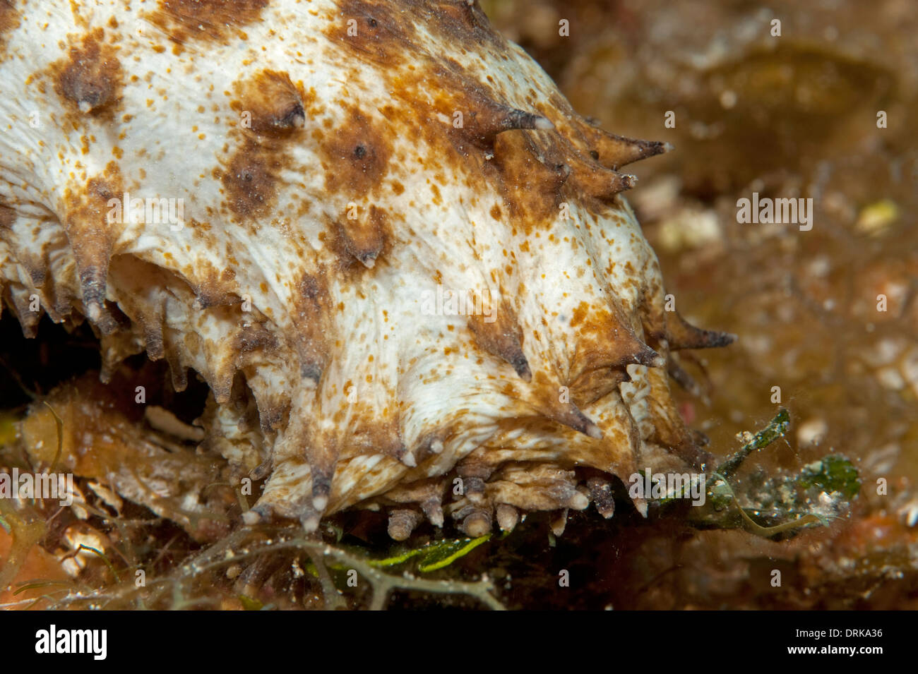 Une queue de tigre de concombre de mer dans l'alimentation de la petite Caïman, Îles Caïmans. Banque D'Images
