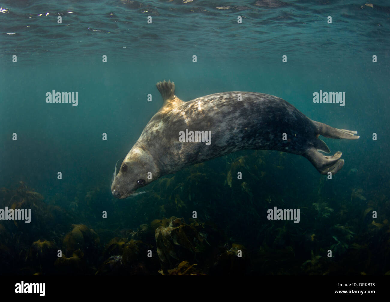 Phoque gris ludiques nager sous l'eau, îles Scilly, Angleterre, Grande-Bretagne Banque D'Images