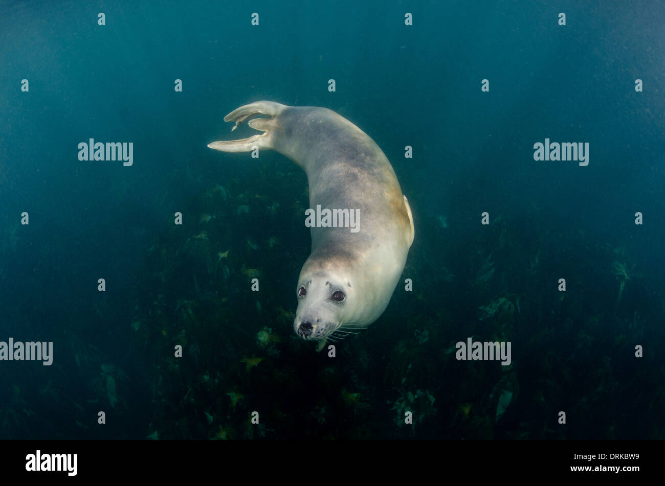 Les jeunes curieux sous-marine de phoques gris, Halichoerus grypus, îles Scilly, Angleterre Banque D'Images