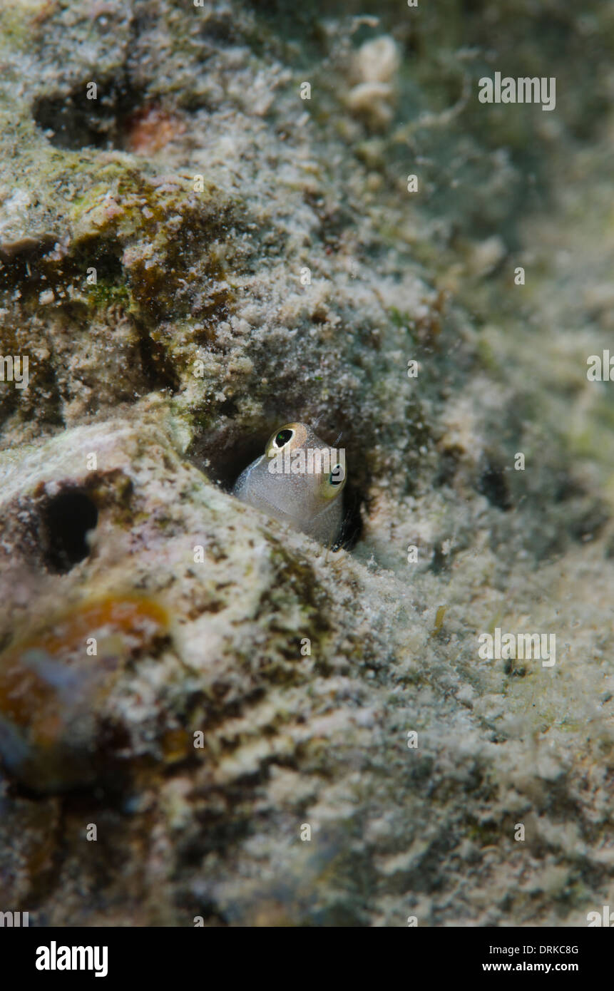 Blennies portrait caché dans le trou des récifs coralliens, Alloblennius pictus Banque D'Images