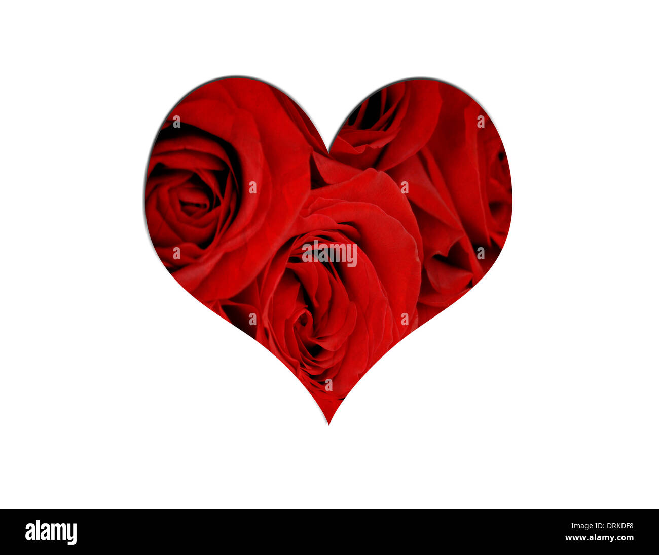 Plusieurs roses rouge isolé sur fond blanc Banque D'Images