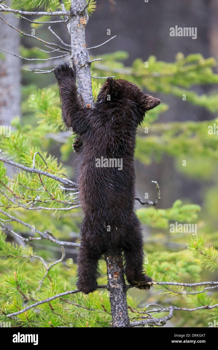 Le Canada, les montagnes Rocheuses, en Alberta. Le Parc National de Jasper, l'ours noir (Ursus americanus) escalade ourson on tree Banque D'Images