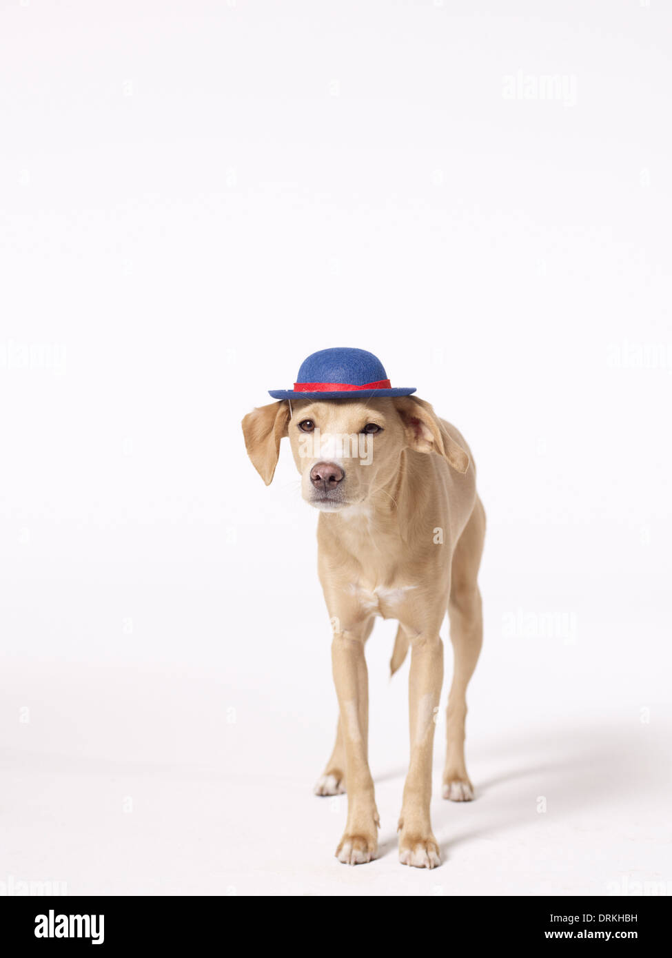 Chien portant chapeau Banque D'Images