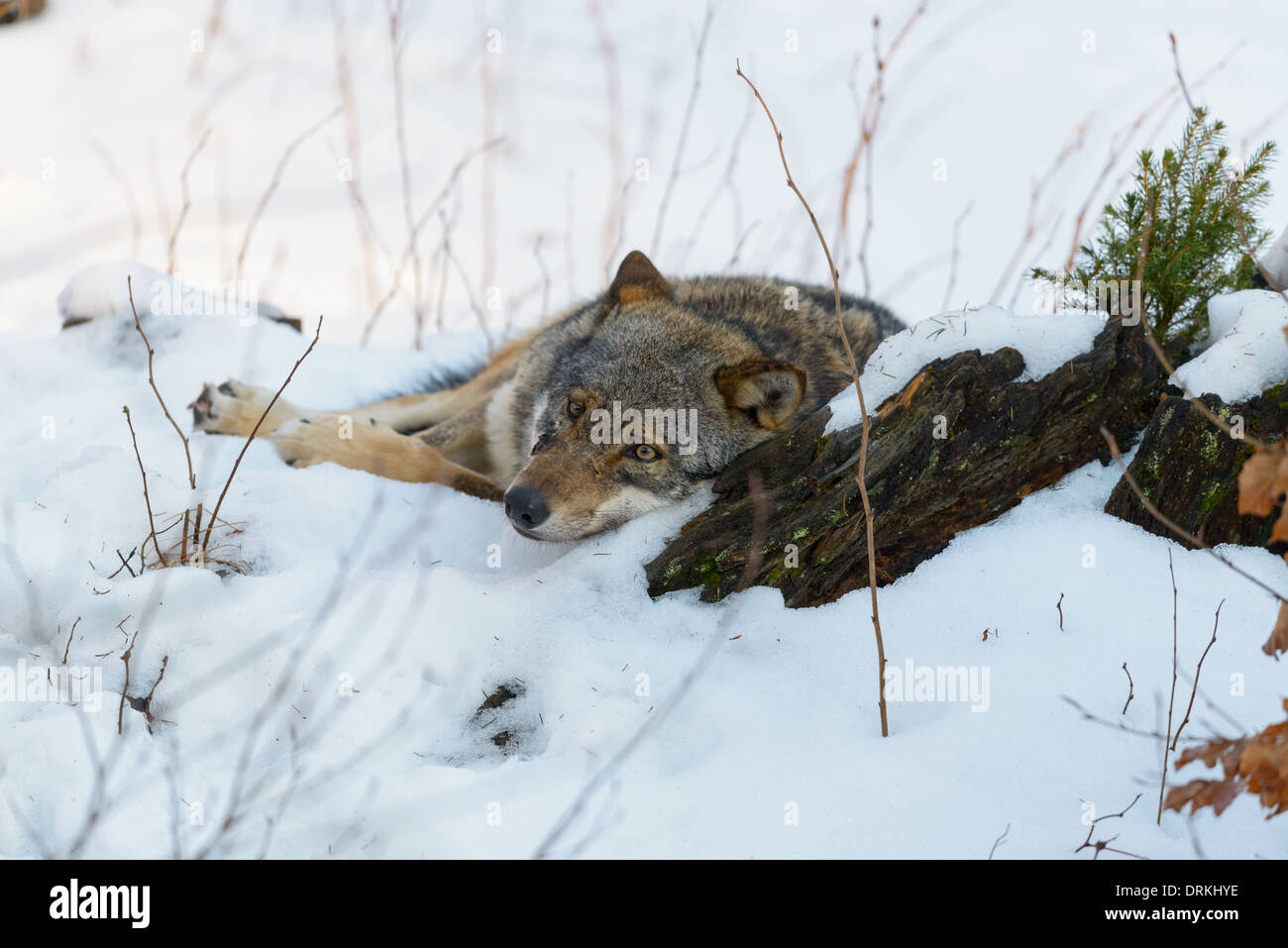 Grau-Wolf, Canis lupus, le loup gris d'Europe Banque D'Images