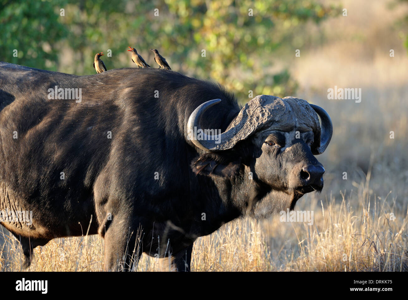 Buffle africain, buffle (Syncerus caffer) dans le parc national Kruger, Afrique du Sud Banque D'Images
