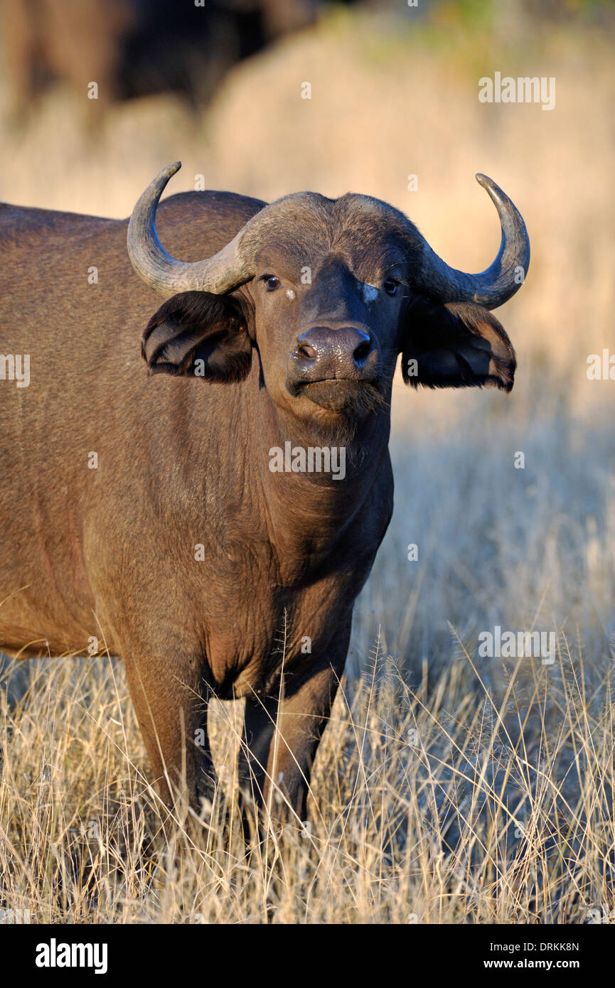 Buffle africain, buffle (Syncerus caffer) dans le parc national Kruger, Afrique du Sud Banque D'Images