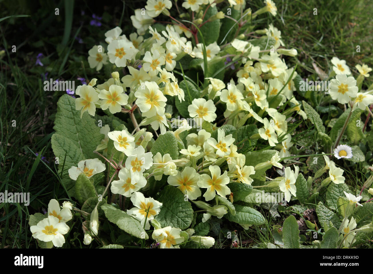 Printemps primevères et violettes en fleur Banque D'Images